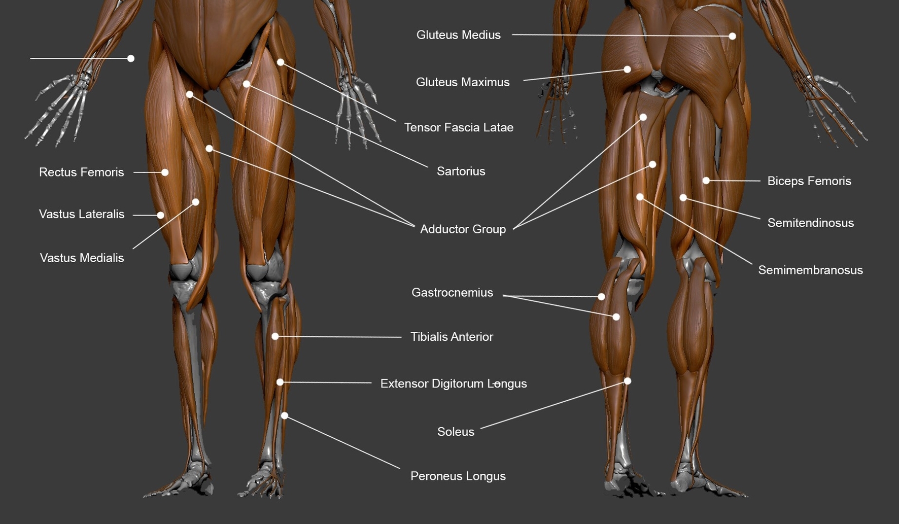 Lower Leg Muscle Anatomy Anatomy System Human Body Anatomy Diagram 