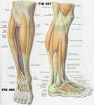 Lower Leg Muscles And Tendons Anatomy