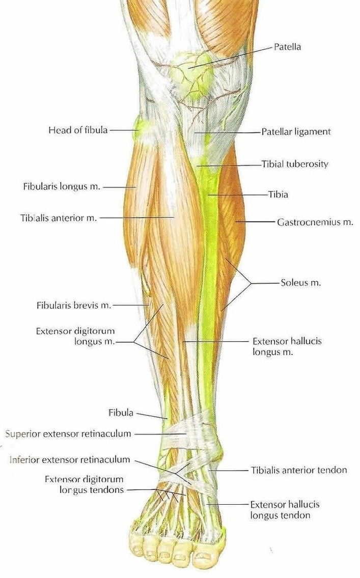 Lower Leg Muscles Illustration
