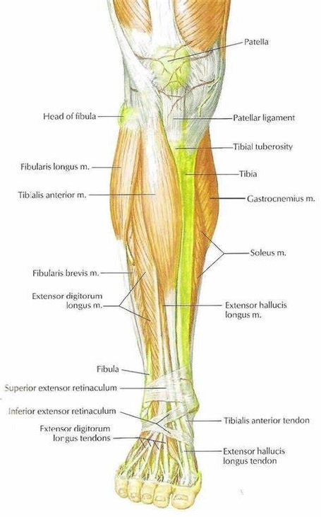 Lower Leg Muscles Study
