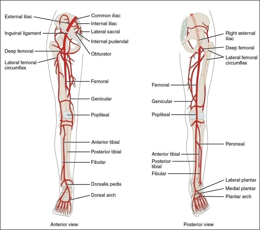 Lower Limb Arteries Anterior Posterior
