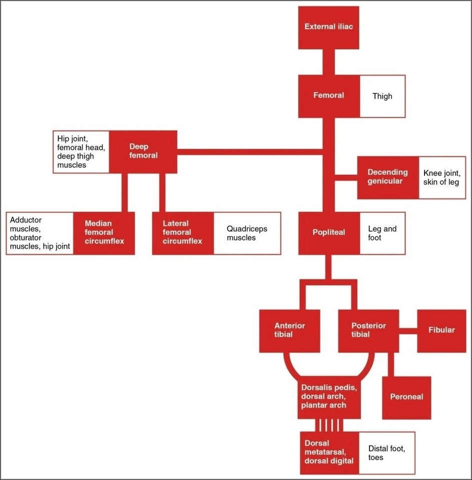 Lower Limb Arteries Chart
