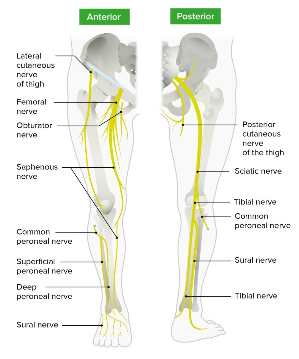 Lower Limb Nerves