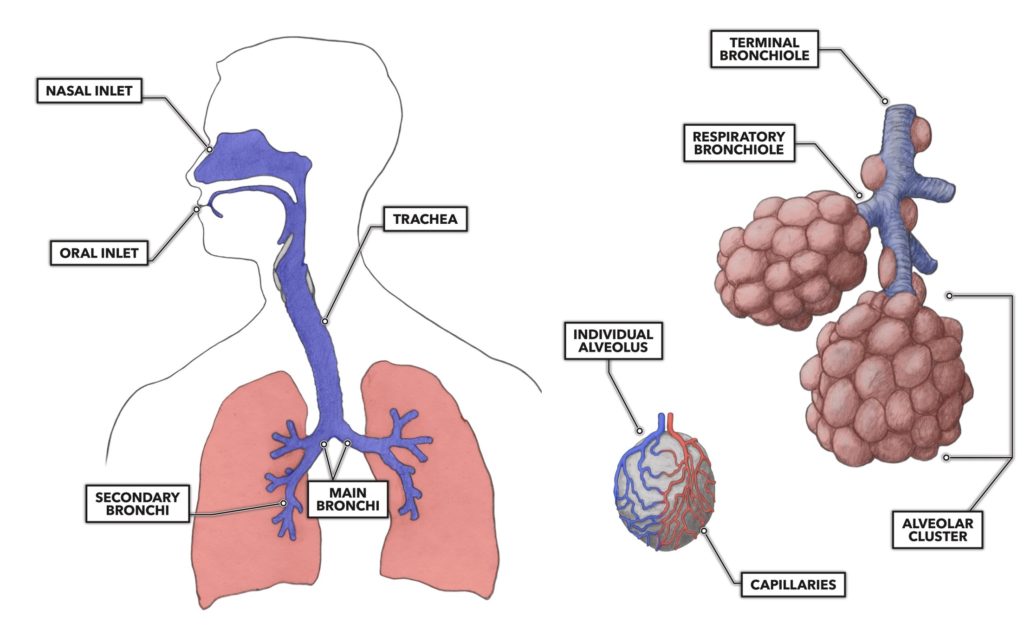 Lung diagram with labels