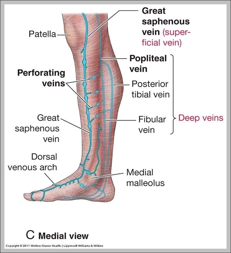 Lymph Nodes In Legs Diagram Image