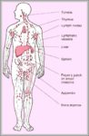 Lymph Nodes Location Image