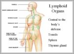 Lymphatic System Animation Image