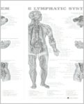 Lymphatic System Image