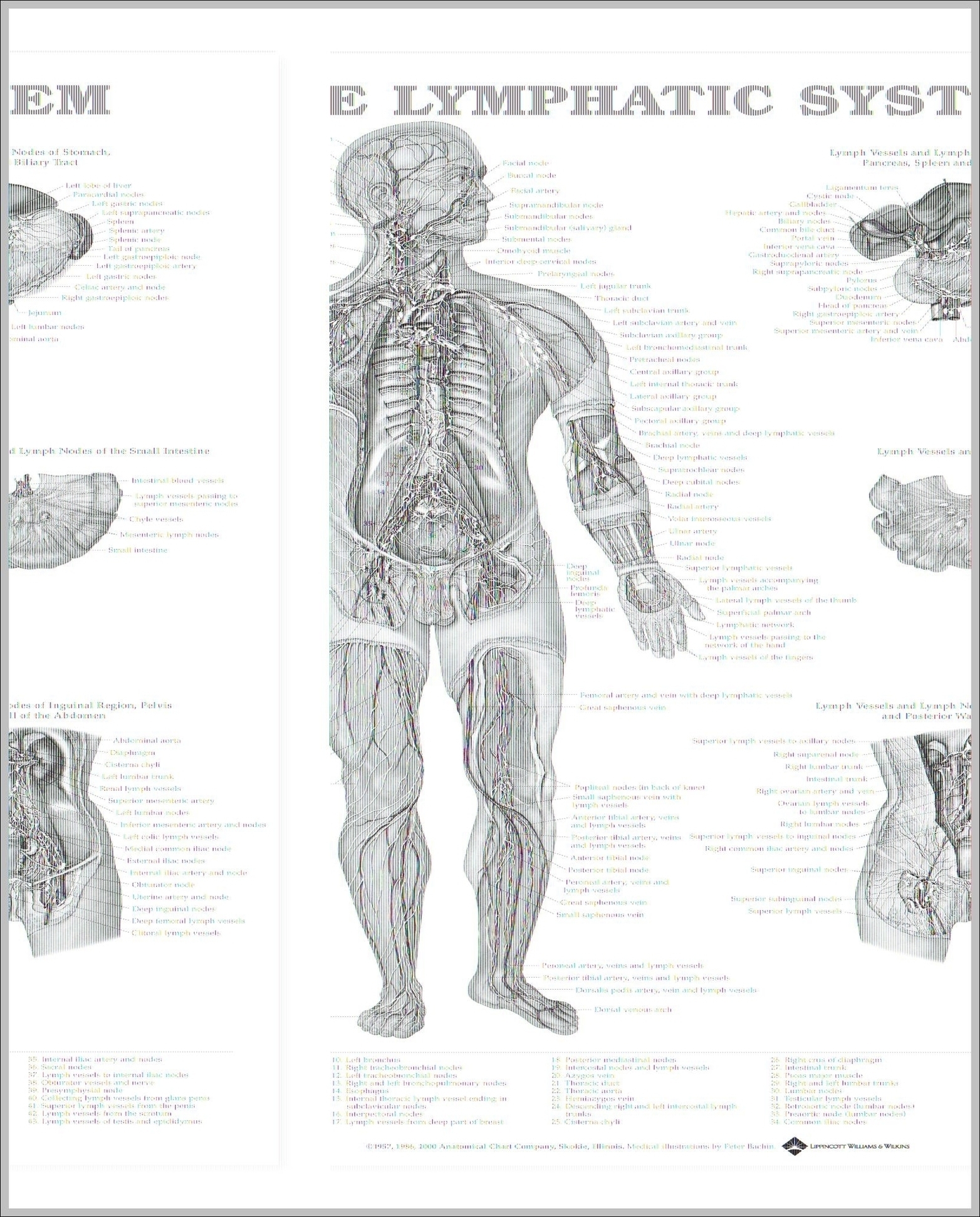 Lymphatic System Image