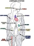 Lymphatic system diagram