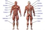 Major Muscle Groups Described