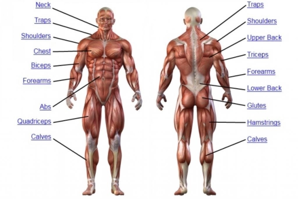 Major Muscle Groups Described