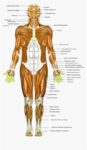 Major Muscles Of The Human Body