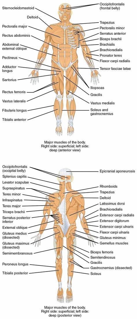 Major Skeletal Muscles Of The Body