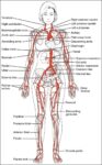 Major Systemic Artery