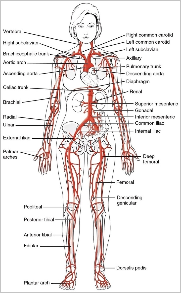 Major Systemic Artery