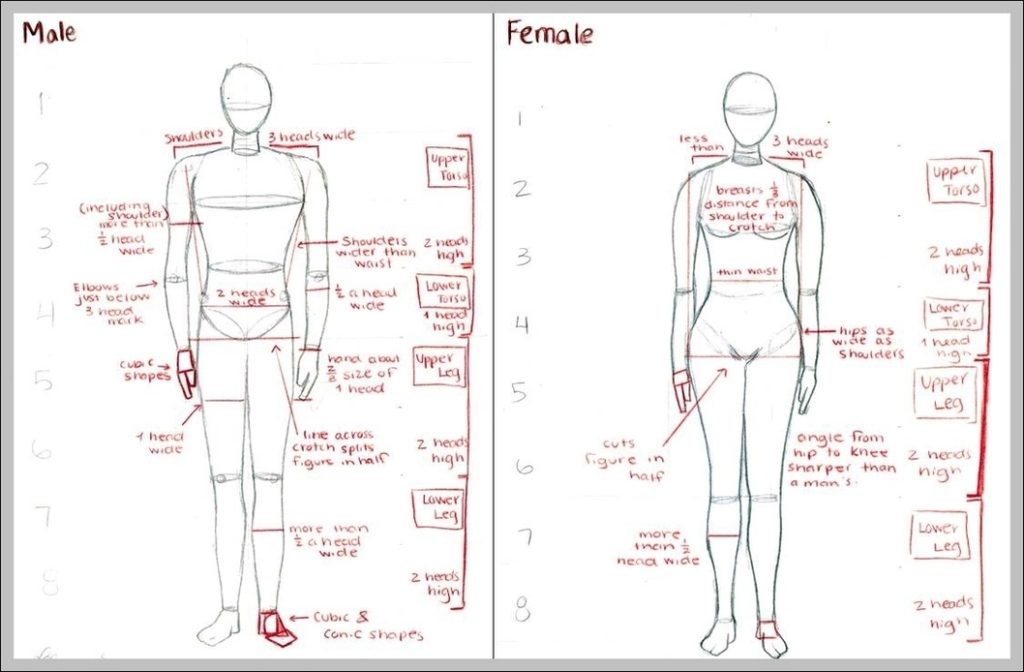 Male And Female Anatomy Image