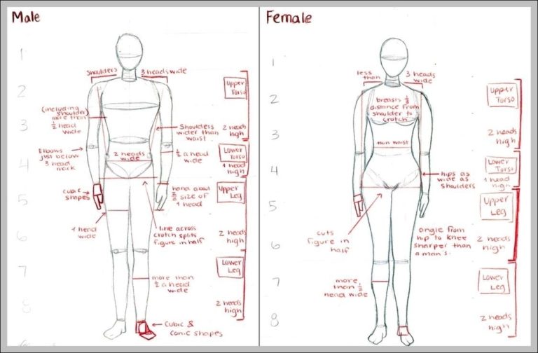 Male And Female Anatomy Image | Anatomy System - Human Body Anatomy ...