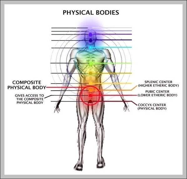 Male Body Parts Diagram Image