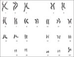 Male Chromosomes