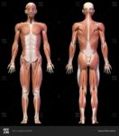 Male Muscular System Definition