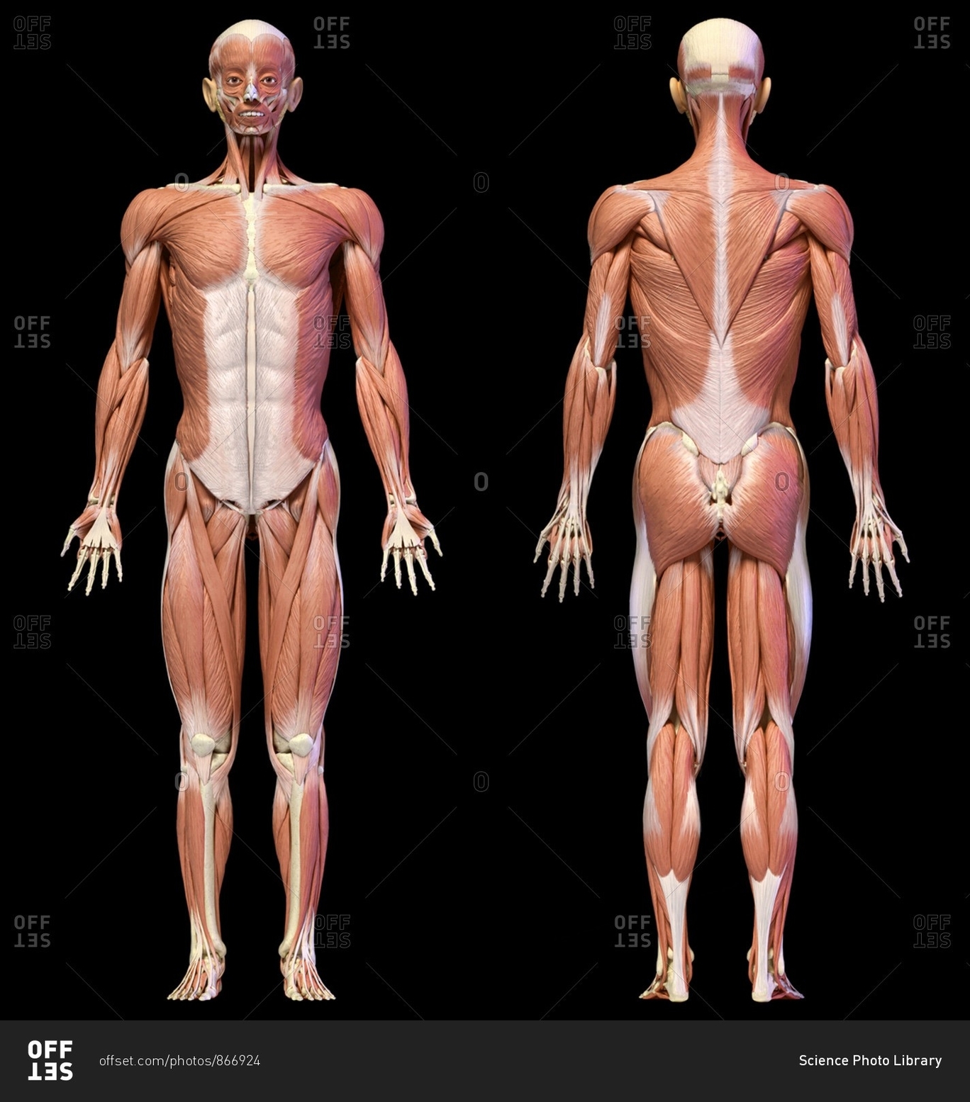 Male Muscular System Definition