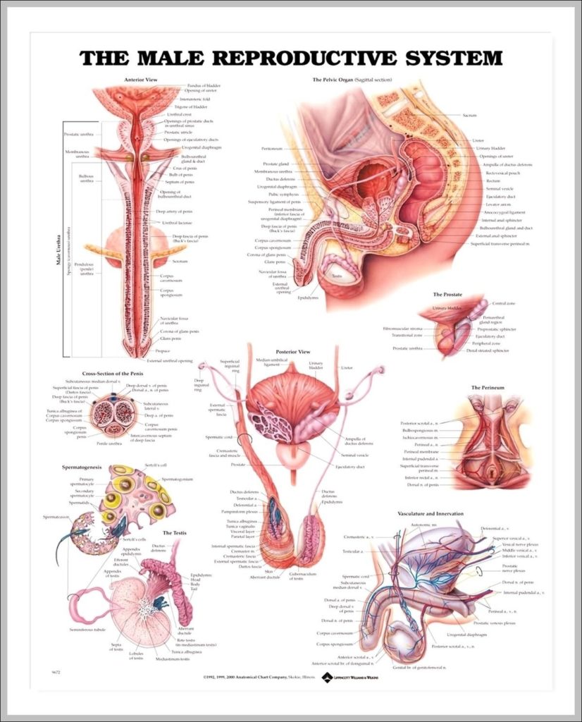 Male Reproduction System Image