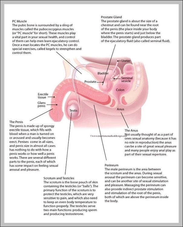 Male Sex Organs Anatomy Image