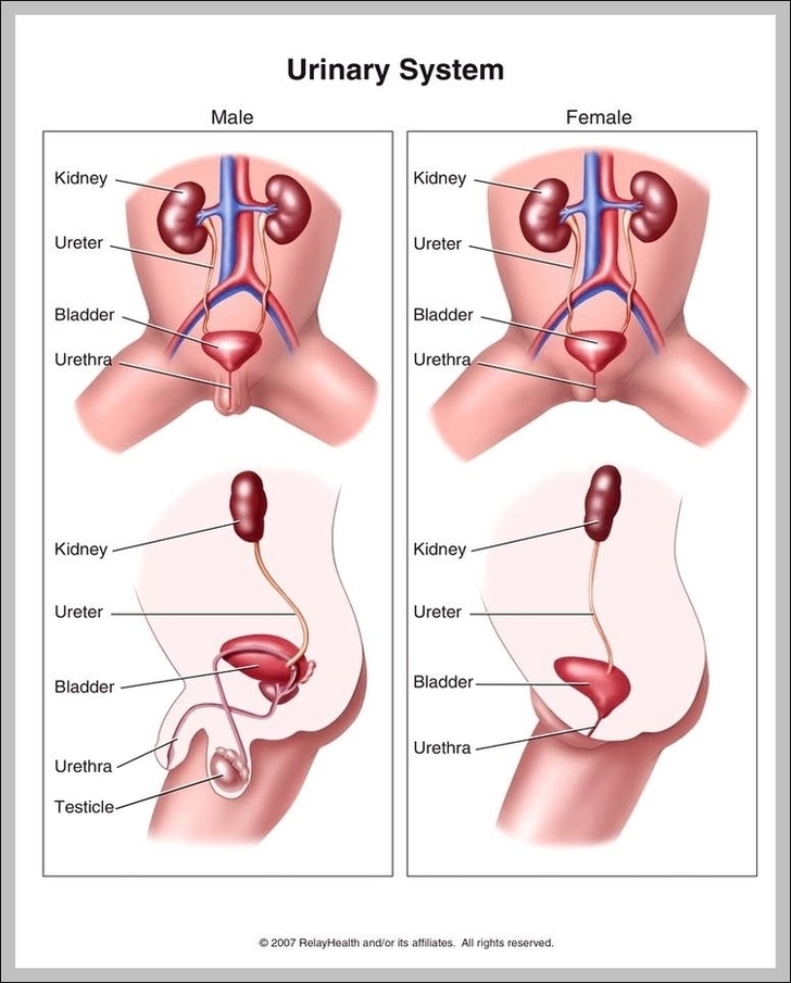 Male Urinary Tract Image