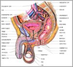 Males Reproductive System Image