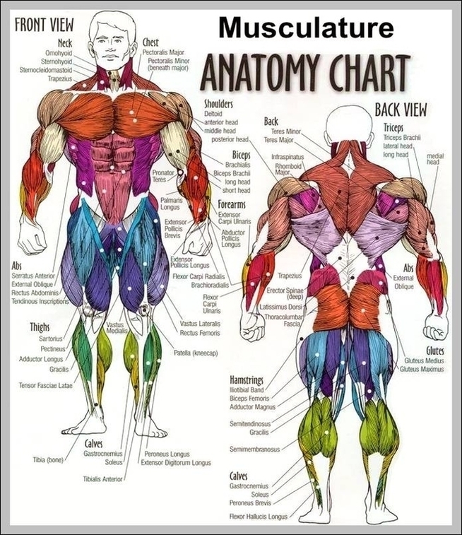 Map Of Back Muscles Image