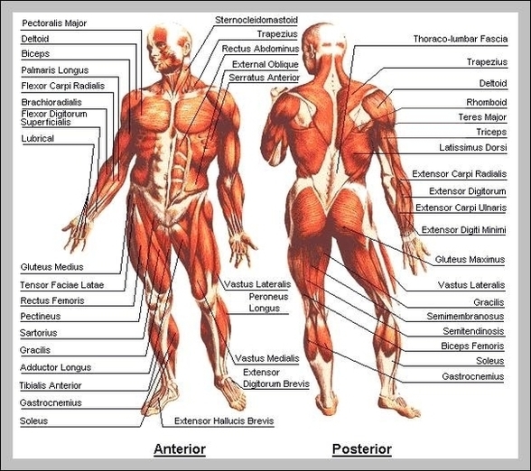 Map Of Body Muscles Image