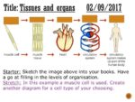 Match To The Tissues Their Functions