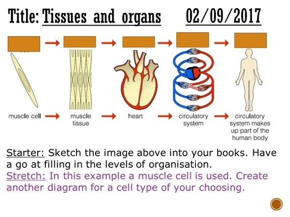 Match To The Tissues Their Functions