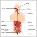 Mechanical Digestion In Stomach Image