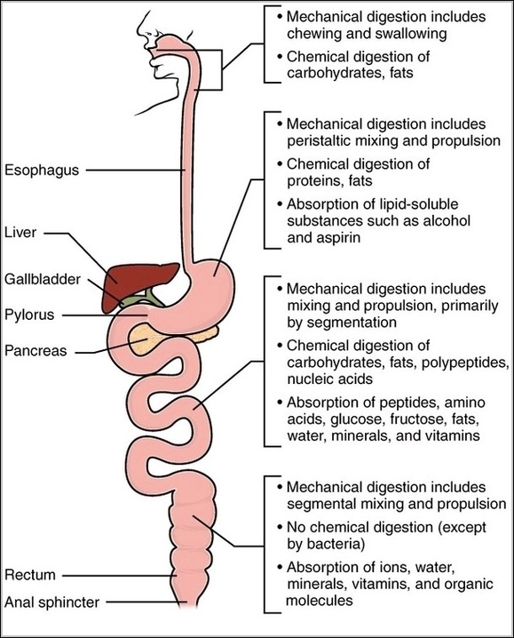 Mechanical and Chemical DigestionN
