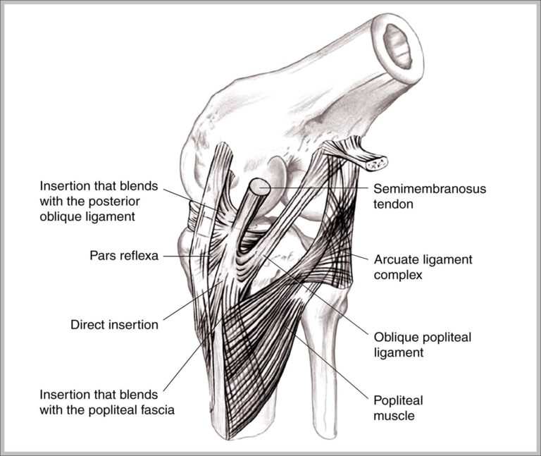 Medial Collateral Ligament Image | Anatomy System - Human Body Anatomy ...