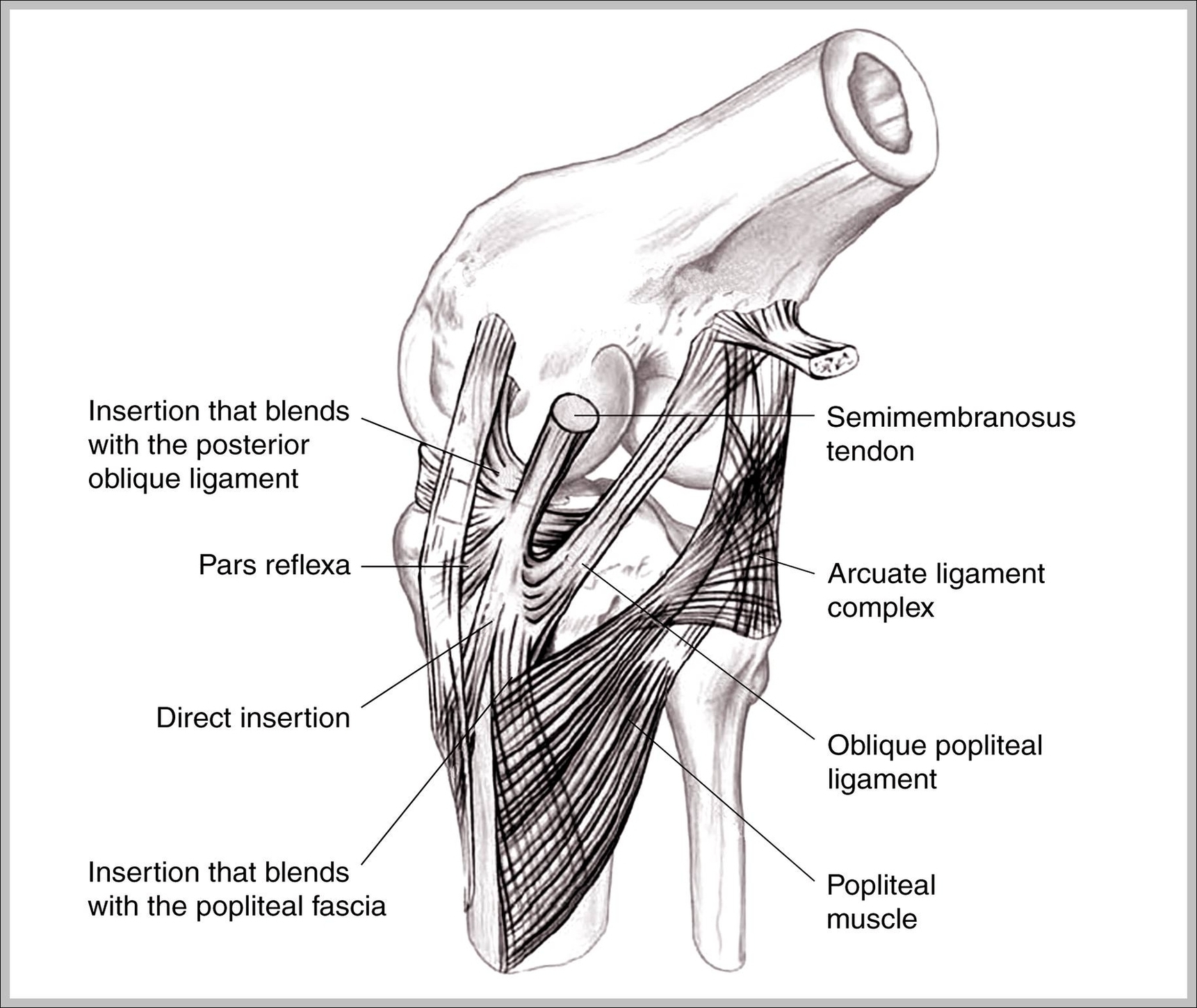 Medial Collateral Ligament Image