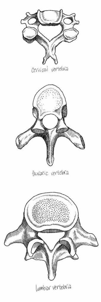Medical Anatomy Vertebrae