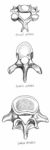 Medical Anatomy Vertebrae