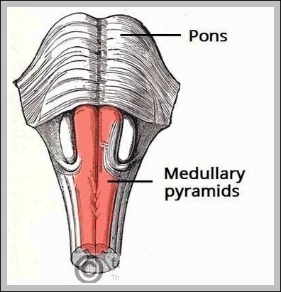 Medullary Pyramids Diagram