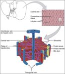 Microscopic Anatomy of Liver