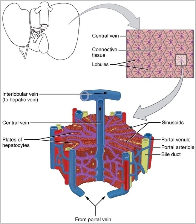 Microscopic Anatomy of Liver