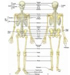 Microscopic Structure Of Bone
