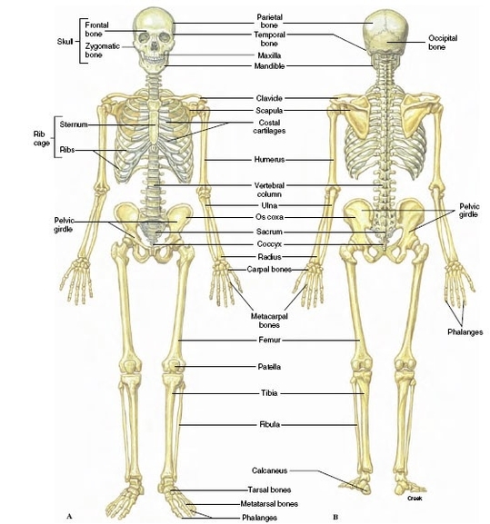 Microscopic Structure Of Bone