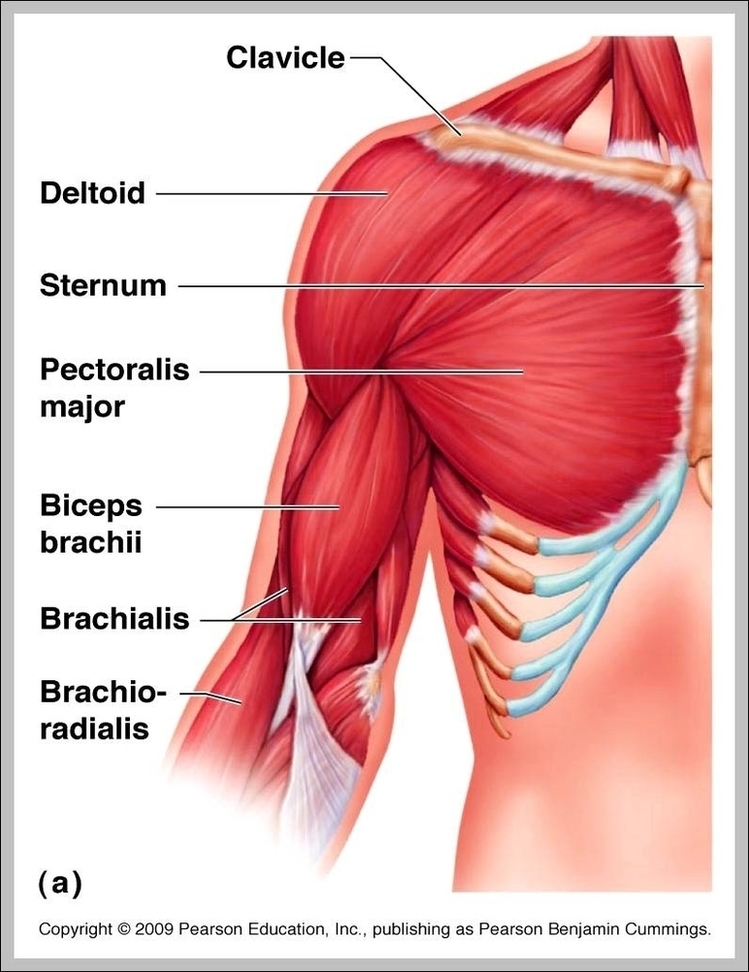 Muscle Anatomy Arm Image