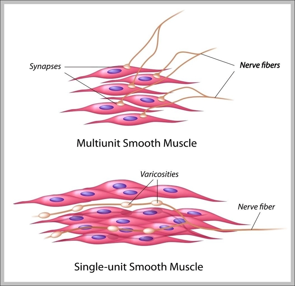 Muscle Cell Types Image