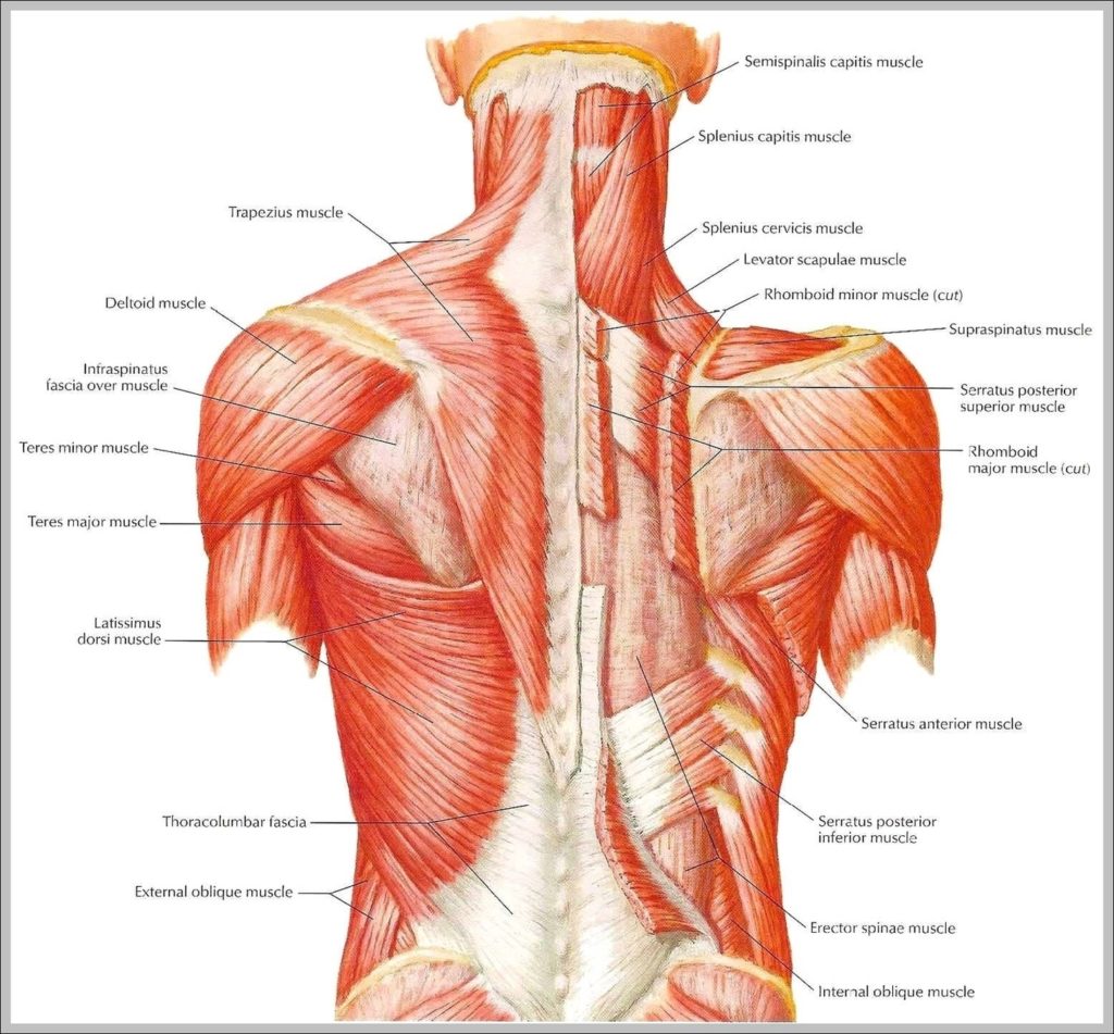 Muscle Diagram Back Image