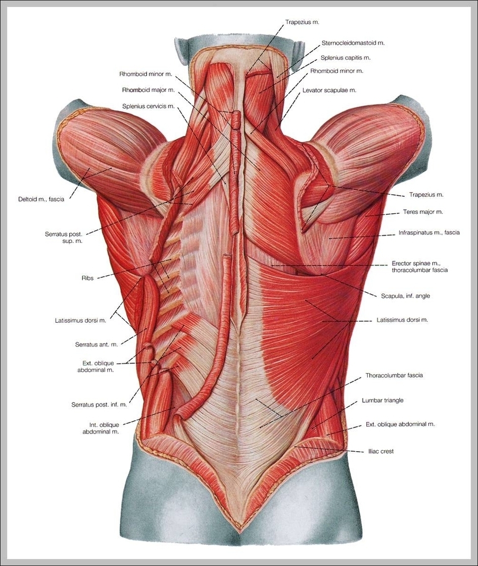 Muscle Diagram Of Back Image