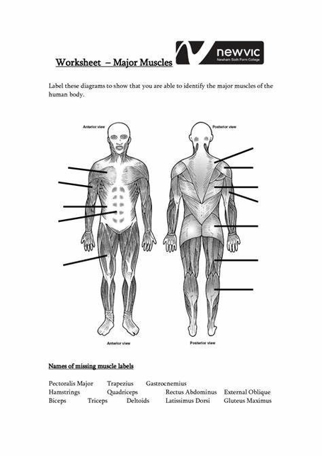 Muscle Diagram Unlabeled